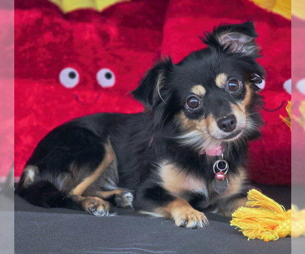 Medium Photo #5 Chihuahua-Unknown Mix Puppy For Sale in Chino Hills, CA, USA