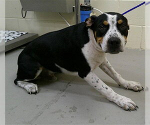 Mutt Dogs for adoption in Sanford, FL, USA