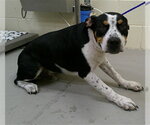 KABUTO - Male Mutt Dog for Adoption - Small photo