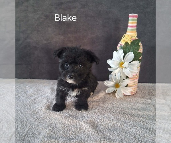 Medium Photo #1 Yo-Chon Puppy For Sale in MOUNT PLEASANT, MI, USA