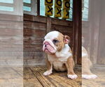 Small #5 English Bulldog