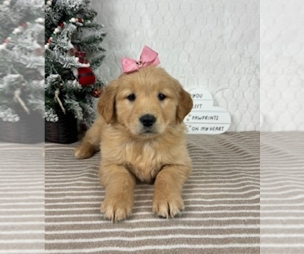 Medium Photo #3 Golden Retriever Puppy For Sale in GREENFIELD, IN, USA