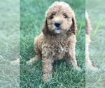 Small Photo #2 Labradoodle-Poodle (Miniature) Mix Puppy For Sale in BOWLING GREEN, KY, USA