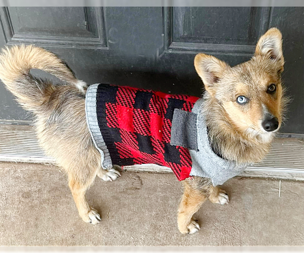 Medium Photo #4 Mutt Puppy For Sale in Genesee, WI, USA