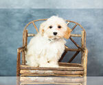 Small #1 Maltipoo
