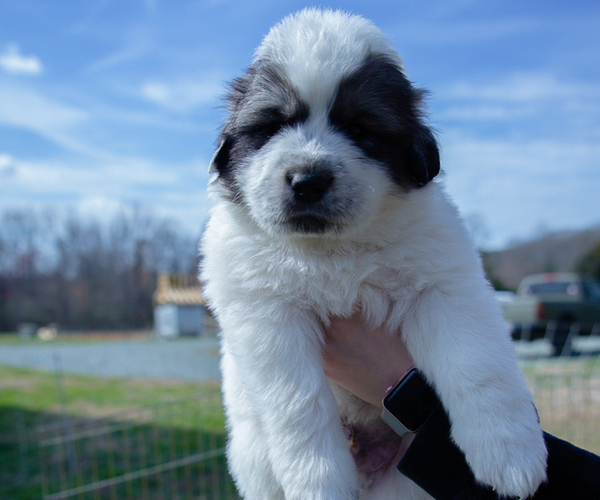 Medium Photo #6 Great Pyrenees Puppy For Sale in SILER CITY, NC, USA