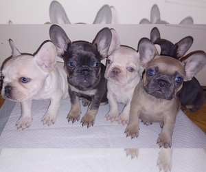 French Bulldog Puppy for sale in PALMDALE, CA, USA
