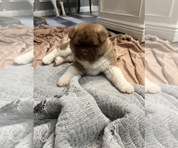 Medium Photo #1 Akita Puppy For Sale in MUNFORDVILLE, KY, USA