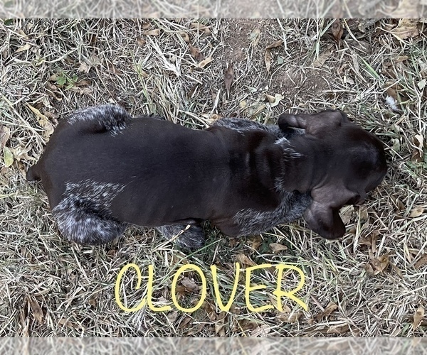 Medium Photo #16 German Shorthaired Pointer Puppy For Sale in PLAINVIEW, TX, USA