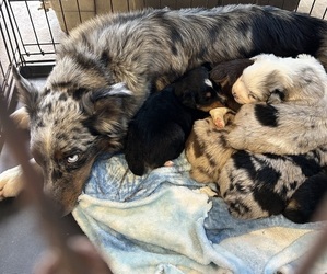 Australian Shepherd Litter for sale in BUSH, LA, USA