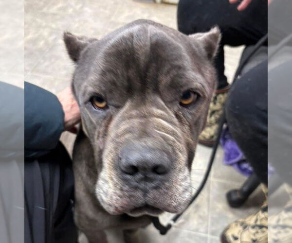 Medium Photo #5 Mutt Puppy For Sale in Rustburg, VA, USA