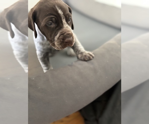 Medium Photo #5 German Shorthaired Pointer Puppy For Sale in STATE COLLEGE, PA, USA