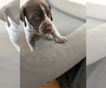 Small Photo #14 German Shorthaired Pointer Puppy For Sale in STATE COLLEGE, PA, USA