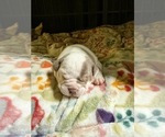 Small Photo #10 American Bully Puppy For Sale in PORTLAND, OR, USA
