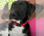 Small #2 Labrador Retriever Mix