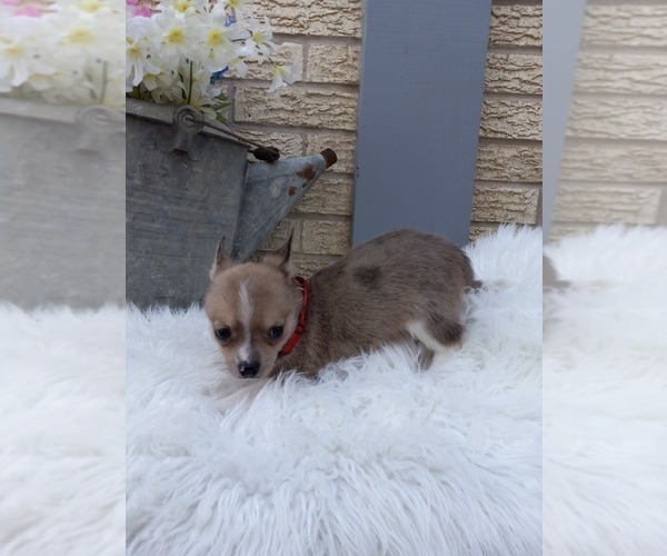 Medium Photo #3 Chiranian Puppy For Sale in CARTHAGE, TX, USA