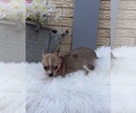 Small Photo #3 Chiranian Puppy For Sale in CARTHAGE, TX, USA