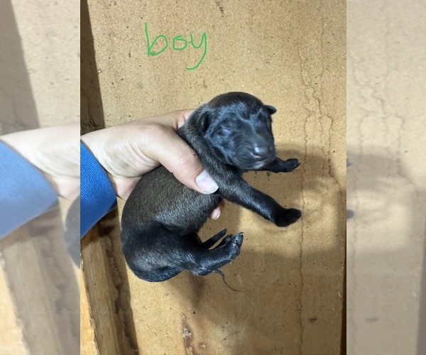 Medium Photo #6 Belgian Malinois Puppy For Sale in MENASHA, WI, USA