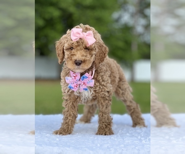Medium Photo #5 Goldendoodle (Miniature) Puppy For Sale in FROSTPROOF, FL, USA