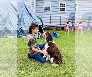 Mother of the English Springer Spaniel puppies born on 04/14/2022