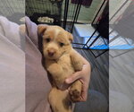 Small #1 Chihuahua Mix