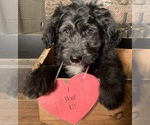 Small Photo #2 F2 Aussiedoodle Puppy For Sale in ARBA, IN, USA