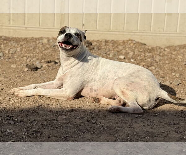 Medium Photo #4 American Pit Bull Terrier-Unknown Mix Puppy For Sale in Corning, AR, USA