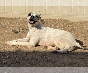 Radar - Female American Pit Bull Terrier-Unknown Mix Dog for Adoption - Photo #4