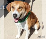 Small #7 Labrador Retriever Mix