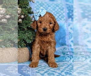 Goldendoodle (Miniature) Puppy for sale in CHRISTIANA, PA, USA