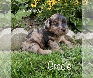 Miniature Labradoodle Puppy for sale in CLARE, MI, USA