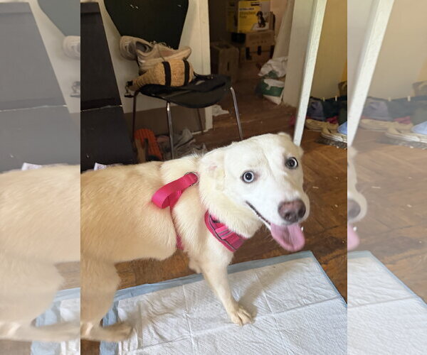 Medium Photo #6 Siberian Husky-Unknown Mix Puppy For Sale in Rockaway, NJ, USA