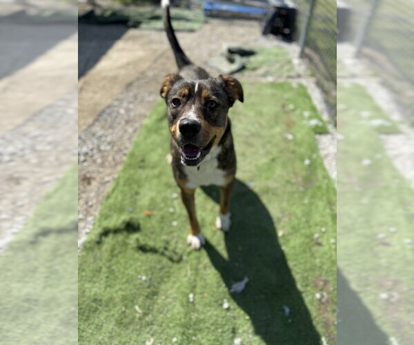 Medium Photo #9 Catahoula Leopard Dog-Unknown Mix Puppy For Sale in Evansville, IN, USA
