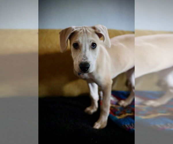 Medium Photo #16 Mutt Puppy For Sale in Plymouth, MN, USA