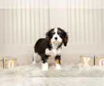 Small Photo #7 Cavalier King Charles Spaniel Puppy For Sale in WARSAW, IN, USA