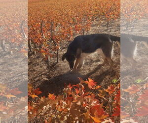 Bonnie - Female German Shepherd Dog Dog for Adoption - Photo #3