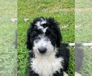 Bernedoodle Puppy for Sale in FLEMINGTON, New Jersey USA