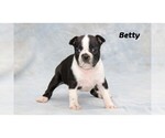 Small Photo #14 Boston Terrier Puppy For Sale in CLARE, MI, USA