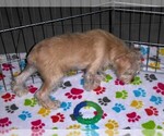 Small #8 Schnoodle (Miniature)
