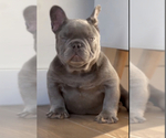 Small Photo #6 French Bulldog Puppy For Sale in LAS VEGAS, NV, USA