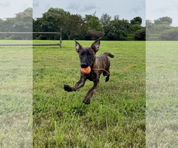 Medium Photo #2 Holland Shepherd-Plott Hound Mix Puppy For Sale in Virginia Beach, VA, USA