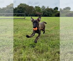 Small #1 Holland Shepherd-Plott Hound Mix