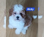 Small Maltipoo