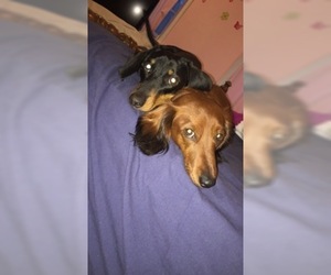 Father of the Dachshund puppies born on 05/12/2020