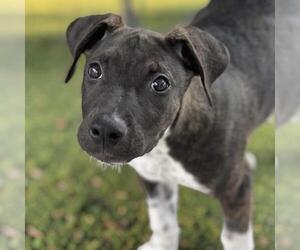 Paw Patrol Pup - Liberty - Female Mutt Dog for Adoption - Photo #14