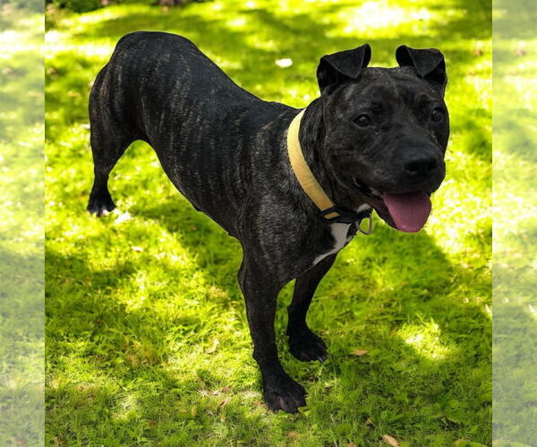 Medium Photo #7 American Pit Bull Terrier-Unknown Mix Puppy For Sale in Oakhurst, NJ, USA