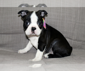 Boston Terrier Puppy for sale in BROOKSVILLE, FL, USA