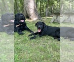Small #15 Labrador Retriever
