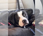 Small Photo #2 American Staffordshire Terrier-Boxer Mix Puppy For Sale in Holly Springs, NC, USA