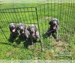 Small Photo #9 Weimaraner Puppy For Sale in GREENWICH, OH, USA